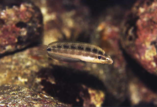 Petroscirtes springeri